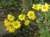 Coreopsis